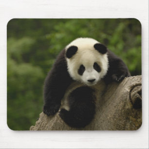 Alfombrilla De Ratón Bebé de panda gigante