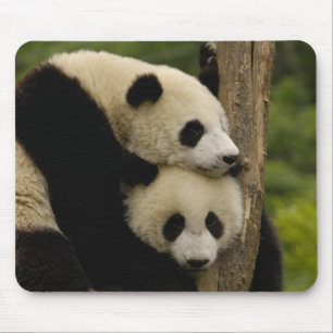 Alfombrilla De Ratón bebés de panda gigante (Ailuropoda melanoleuca)