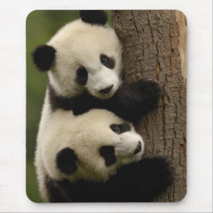 Alfombrilla De Ratón Bebés de panda gigante (Ailuropoda melanoleuca) 2