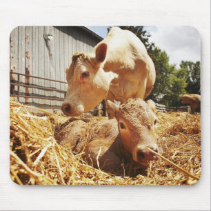 Alfombrilla De Ratón Becerro y mamá recién nacidos