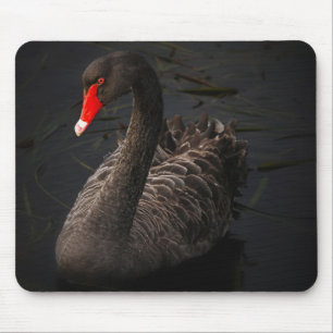 Alfombrilla De Ratón Bella cisne negra nadando en un río