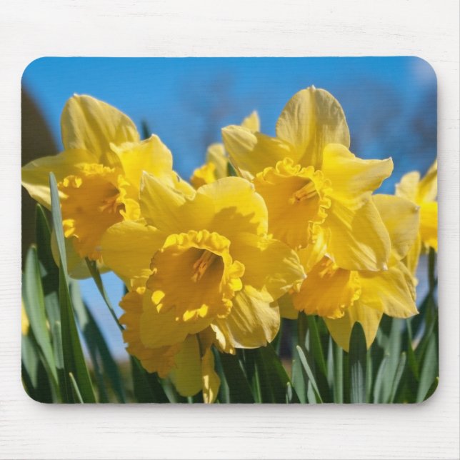 Alfombrilla De Ratón Bellos Daffodis Amarillos (Frente)