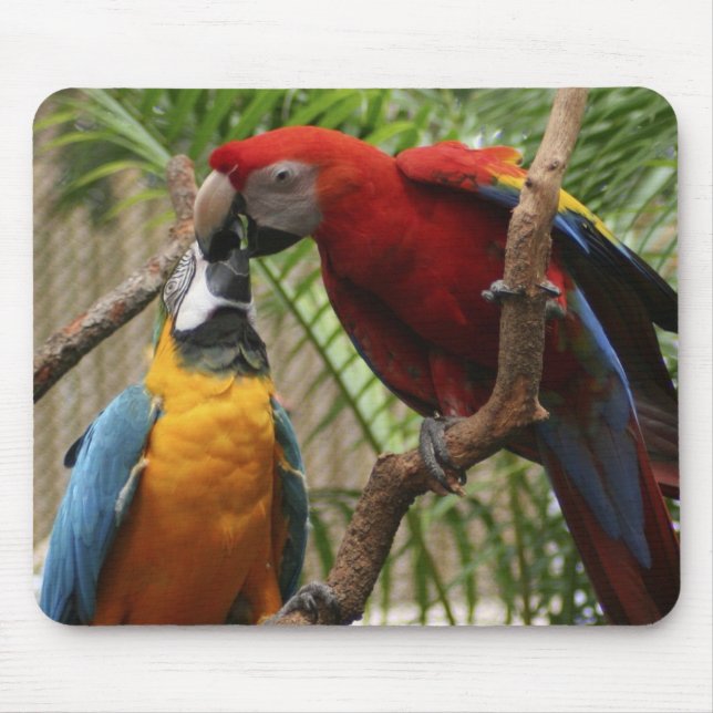 Alfombrilla De Ratón Besando Macaws (Frente)
