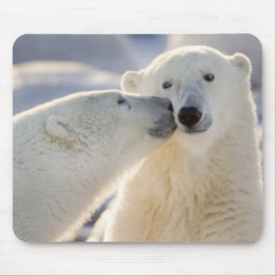 Alfombrilla De Ratón Beso de oso polar
