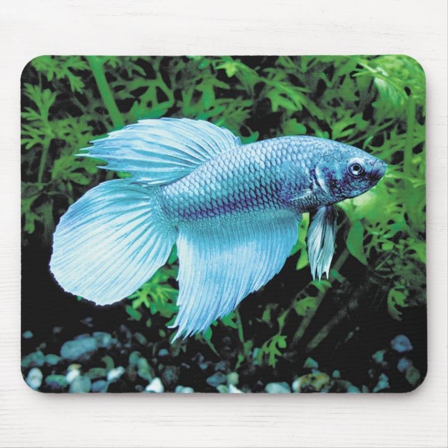 Alfombrilla De Ratón betta,cobalt blue (Frente)