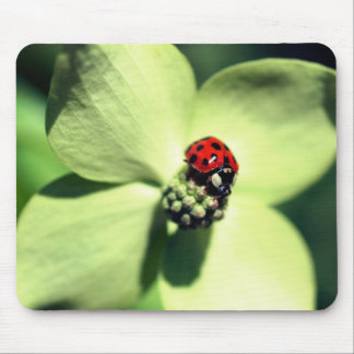 Alfombrilla De Ratón Bichón De Ladybug En La Flor De Dogwood