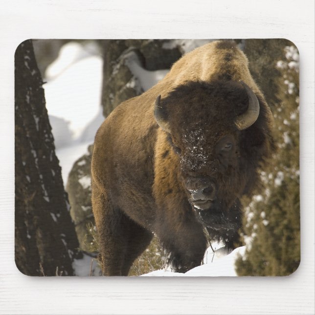 Alfombrilla De Ratón Bisonte Bull de Yellowstone en el invierno - (Frente)