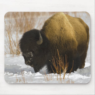Alfombrilla De Ratón Bisonte en el parque nacional de Yellowstone del