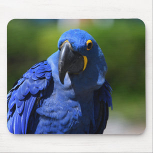Alfombrilla De Ratón Blue Hyacinth Macaw