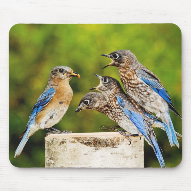 Alfombrilla De Ratón Bluebird del este (Frente)