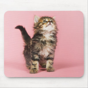 Alfombrilla De Ratón Bonito en gatito rosado