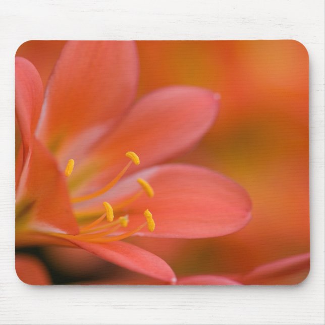 Alfombrilla De Ratón Bonito Red Clivia Flower (Frente)