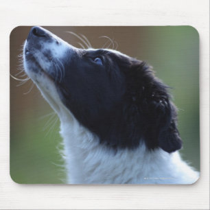 Alfombrilla De Ratón border collie joven del perrito