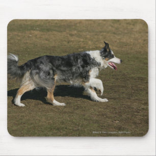 Alfombrilla De Ratón Border collie que corre 1