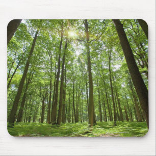 Alfombrilla De Ratón Bosque con Sun detrás