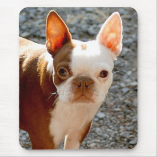Alfombrilla De Ratón Boston Terrier