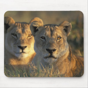 Alfombrilla De Ratón Botsuana, Parque Nacional Chobe, Leonesas