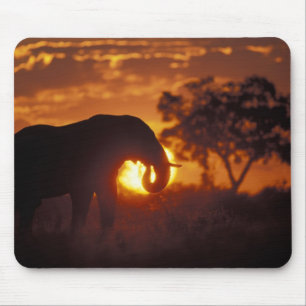 Alfombrilla De Ratón Botswana, Parque Nacional Chobe, Elefante macho