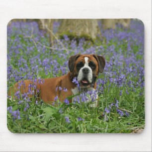 Alfombrilla De Ratón Boxeador que pone en Bluebells