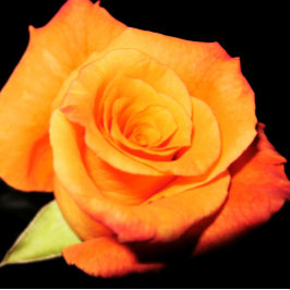 Alfombrilla De Ratón Bright Orange Rose 