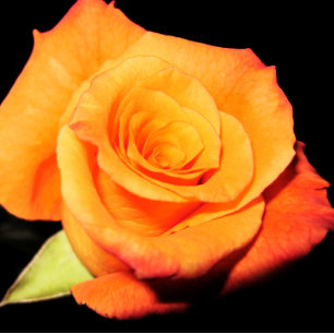 Alfombrilla De Ratón Bright Orange Rose 