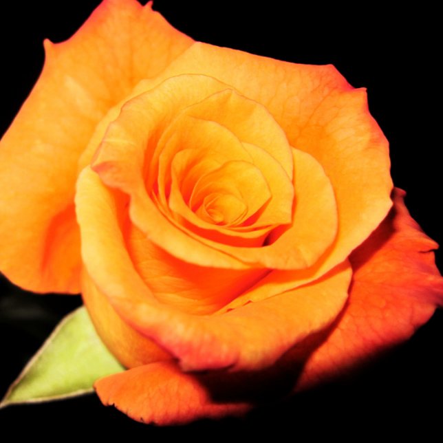 Alfombrilla De Ratón Bright Orange Rose  (Subido por el creador)