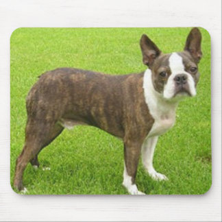 Alfombrilla De Ratón Brown Boston Terrier que coloca Mousepad