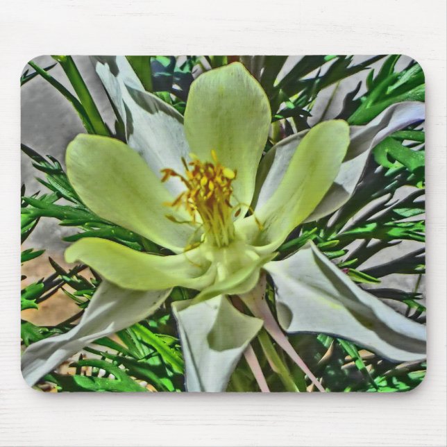 Alfombrilla De Ratón Buda de flor de columbina blanca (Frente)