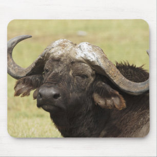 Alfombrilla De Ratón Búfalo africano, Syncerus caffer