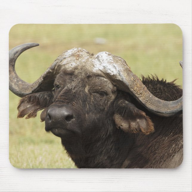 Alfombrilla De Ratón Búfalo africano, Syncerus caffer (Frente)