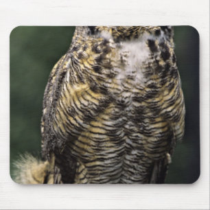 Alfombrilla De Ratón Búho Americano (Bubo virginianus), cuerpo completo