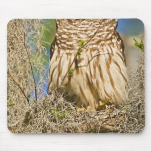 Alfombrilla De Ratón Búho barrado (Strix varia) posado en un ciprés
