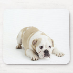 Alfombrilla De Ratón Bulldog del blanco y del moreno