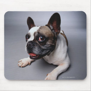 Alfombrilla De Ratón Bulldog francés