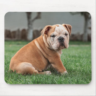 Alfombrilla De Ratón bulldog inglés, perro, dulce