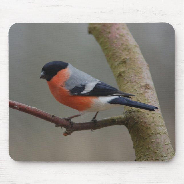 Alfombrilla De Ratón Bullfinch (Frente)