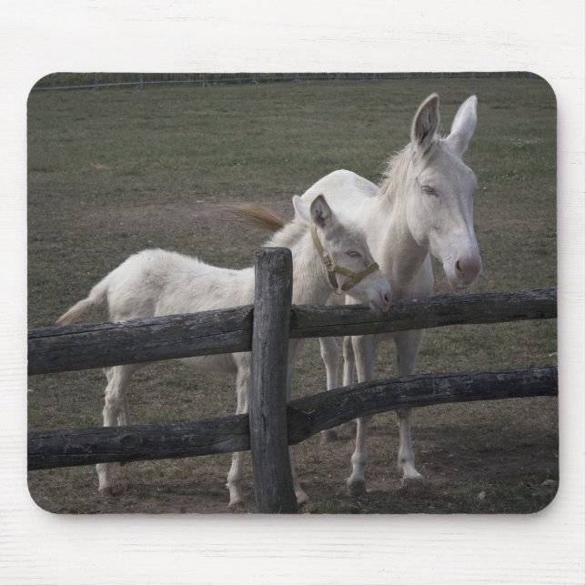 Alfombrilla De Ratón Burros blancos austriacos-húngaros (Frente)