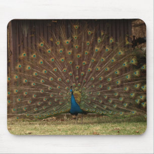 Alfombrilla De Ratón Buzón de pavo real