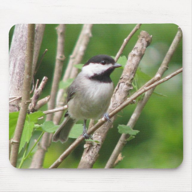 Alfombrilla De Ratón C. angelical Chickadee Mousepad (Frente)