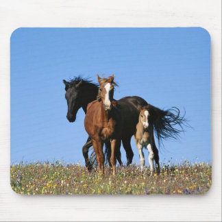 Alfombrilla De Ratón caballo