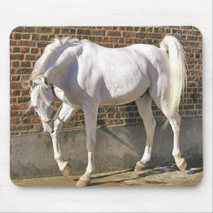Alfombrilla De Ratón Caballo árabe blanco hermoso