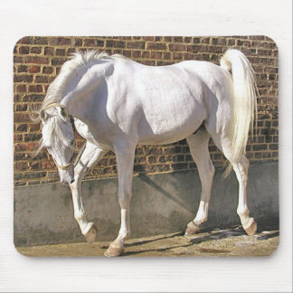 Alfombrilla De Ratón Caballo árabe blanco hermoso