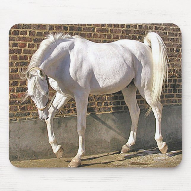 Alfombrilla De Ratón Caballo árabe blanco hermoso (Frente)