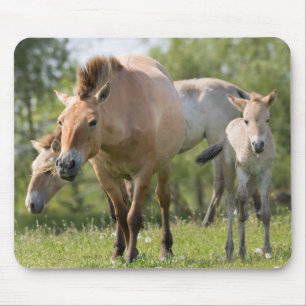 Alfombrilla De Ratón Caballo de Przewalski y cría caminando