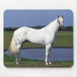 Alfombrilla De Ratón Caballo del Appaloosa