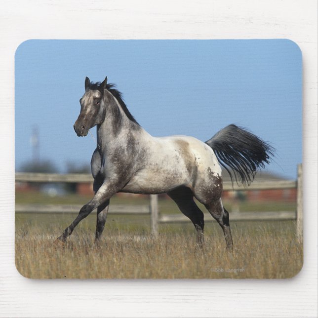 Alfombrilla De Ratón Caballo del Appaloosa que corre 3 (Frente)