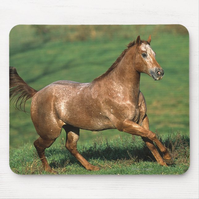 Alfombrilla De Ratón Caballo del Appaloosa que corre en campo herboso (Frente)
