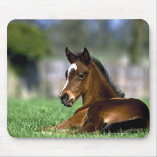 Alfombrilla De Ratón Caballo excelente, Irlanda