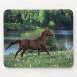 Alfombrilla De Ratón Caballo excelente que se coloca en flores