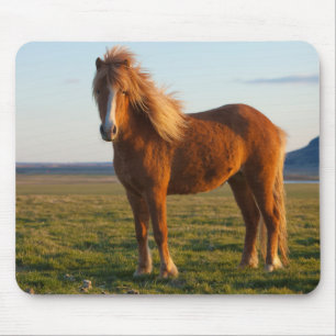 Alfombrilla De Ratón Caballo islandés al atardecer
